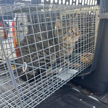 Domestic Short Hair Cats Available for Adoption - Cat_3 | PetCurious