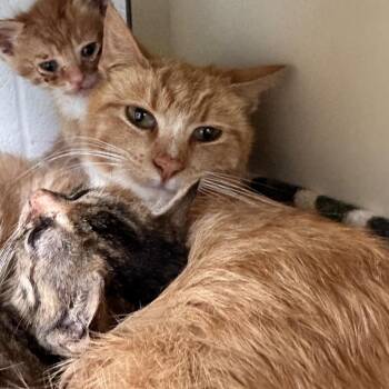 Domestic Short Hair Cats Available for Adoption in Rocky Mount, Virginia - Pizza Hut | PetCurious