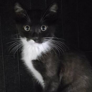 Felix -  Domestic Short Hair Cat for Adoption in Titusville, Florida - Felix | PetCurious