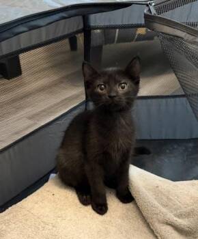 Pickleball -  Domestic Short Hair Cat for Adoption in Fishers, Indiana - Pickleball | PetCurious