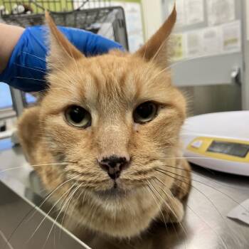 Simba -  Domestic Short Hair Cat for Adoption in Las Cruces, New Mexico - Simba | PetCurious