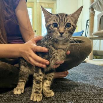 Rescue Domestic Short Hair Cats for Adoption in Sarasota, Florida - Schmidt | PetCurious