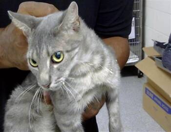 CORA -  Domestic Short Hair Cat for Adoption in Pasadena, Texas - CORA | PetCurious