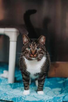 Domestic Short Hair Cats Available for Adoption - 91582a Avocado- Pounce Cat Cafe | PetCurious