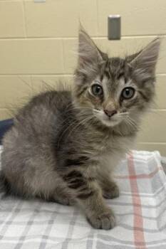 Gavin -  Domestic Medium Hair and Domestic Short Hair Cat for Adoption in Westland, Michigan - Gavin | PetCurious