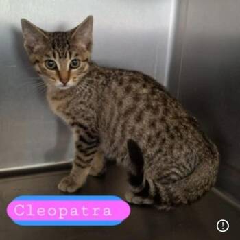Cleopatra -  Tabby Cat for Adoption in Wyandotte, Michigan - Cleopatra | PetCurious