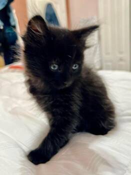 Domestic Short Hair Cats Available for Adoption in Sebastian, Florida - Bella | PetCurious