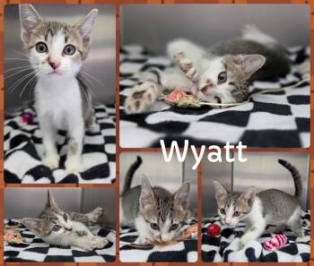 Wyatt -  Domestic Short Hair Cat for Adoption in Universal City, Texas - Wyatt | PetCurious