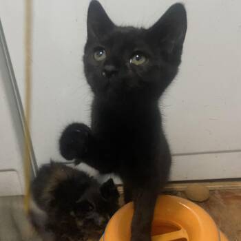 Dora Coleman -  Domestic Short Hair Cat for Adoption in Morrison, Colorado - Dora Coleman | PetCurious