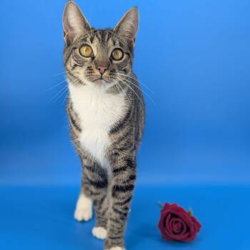 Tabby Cats Available for Adoption in Tucker, Georgia - Dill (Queen Of Everything) | PetCurious