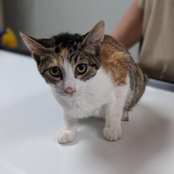 Tofu -  Domestic Short Hair Cat for Adoption in Canton, Illinois - Tofu | PetCurious