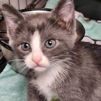 Larissa K46520 -  Domestic Short Hair Cat for Adoption in Corsicana, Texas - Larissa K46520 | PetCurious