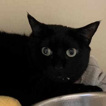 Maple -  Domestic Short Hair Cat for Adoption in Dekalb, Illinois - Maple | PetCurious
