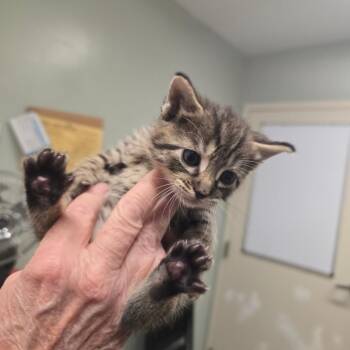 Lexas -  Domestic Short Hair Cat for Adoption in Waldorf, Maryland - Lexas | PetCurious