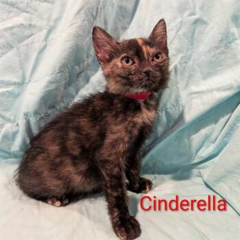CINDERELLA -  Domestic Short Hair Cat for Adoption in Auburn, California - CINDERELLA | PetCurious