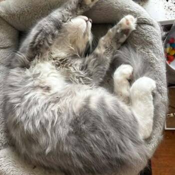 Calypso Belle Hansen -  Domestic Long Hair Cat for Adoption in Eagle Mountain, Utah - Calypso Belle Hansen | PetCurious