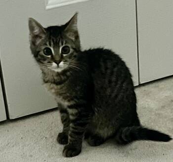 Rescue Domestic Medium Hair Cats for Adoption in Palmer, Alaska - Chani | PetCurious