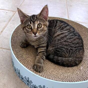 Ava -  Domestic Short Hair Cat for Adoption in Green Bay, Wisconsin - Ava | PetCurious