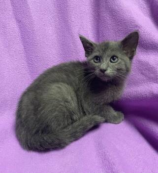 Stoney -  Domestic Short Hair Cat for Adoption in Jackson, Michigan - Stoney | PetCurious