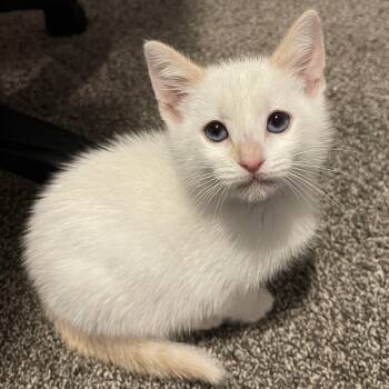 Domestic Short Hair Cats Available for Adoption - Lily | PetCurious