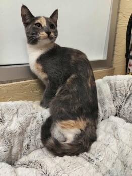 Dilute Calico Cats Available for Adoption in Parlier, California - Jupiter | PetCurious