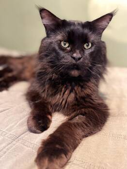 Maine Coon Cats Available for Adoption in Ardsley, New York - Jaguar | PetCurious
