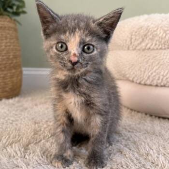 Solana -  Domestic Short Hair Cat for Adoption in Lemoyne, Pennsylvania - Solana | PetCurious