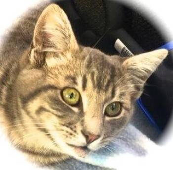 Domestic Short Hair Cats Available for Adoption - Fremont | PetCurious