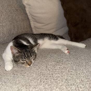 Sheena Lee -  Domestic Short Hair Cat Available for Adoption in Absecon, New Jersey - Sheena Lee | PetCurious