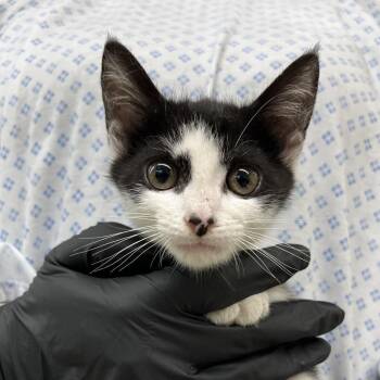 Stefann -  Domestic Short Hair Cat for Adoption in West Palm Beach, Florida - Stefann | PetCurious