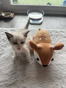 Haku -  Domestic Short Hair and Siamese Cat for Adoption in Fort Walton Beach, Florida - Haku | PetCurious