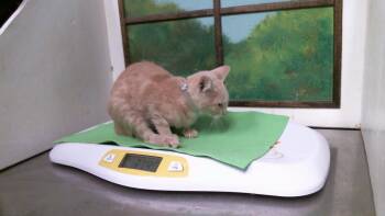 HANNAH -  Domestic Short Hair Cat for Adoption in Houston, Texas - HANNAH | PetCurious
