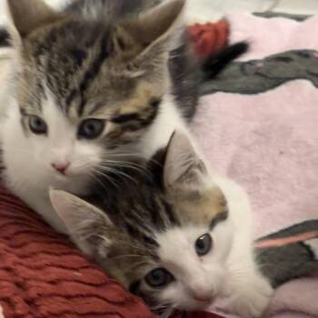 Flotsam -  Domestic Short Hair Cat for Adoption in South Elgin, Illinois - Flotsam | PetCurious