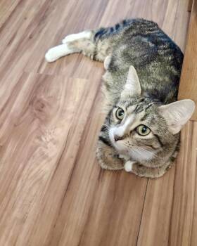 Chala -  Domestic Short Hair Cat for Adoption in Columbus, Minnesota - Chala | PetCurious