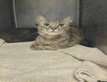 SPARKLE -  Domestic Medium Hair Cat for Adoption in Salinas, California - SPARKLE | PetCurious