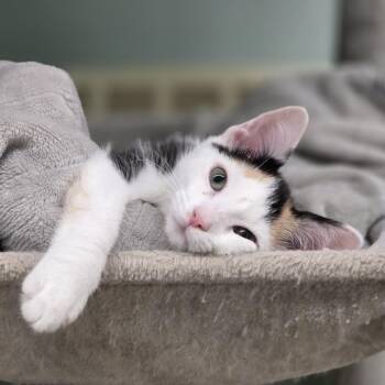 Rita -  Domestic Short Hair Cat for Adoption in Pittsford, Vermont - Rita | PetCurious