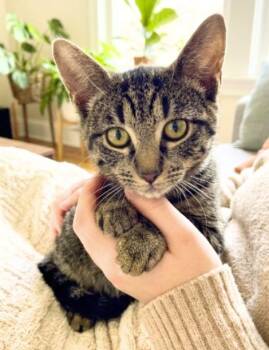 Linda -  American Shorthair Cat for Adoption in Union City, New Jersey - Linda | PetCurious