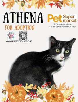 Rescue Domestic Short Hair Cats for Adoption in Miami, Florida - Athena | PetCurious