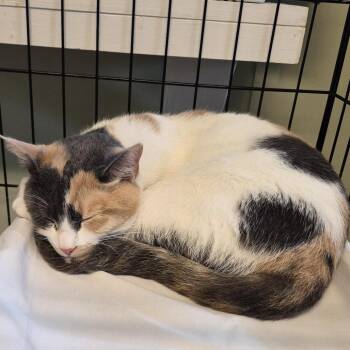 Domestic Short Hair Cats Available for Adoption in Freeport, Florida - Rider | PetCurious