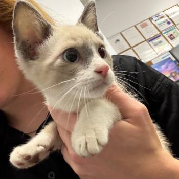 Mars -  Domestic Short Hair Cat for Adoption in Dickinson, Texas - Mars | PetCurious