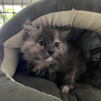 Eloise -  Domestic Long Hair Cat for Adoption in Maplewood, New Jersey - Eloise | PetCurious