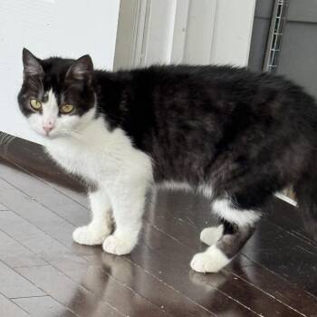 Cherrys -  British Shorthair and Domestic Short Hair Cat for Adoption in Brampton, Ontario - Cherrys | PetCurious