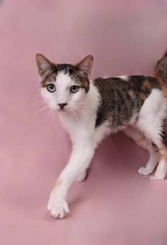 Domestic Short Hair Cats Available for Adoption in Pasadena, California - FLASH | PetCurious