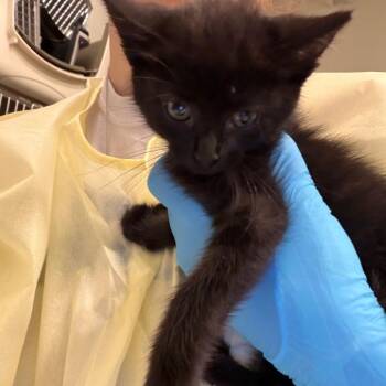 Claire Purrfield -  Domestic Short Hair Cat for Adoption in Council Bluffs, Iowa - Claire Purrfield | PetCurious