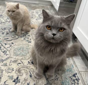Rescue British Longhair Cats for Adoption in NEW PT RICHEY, Florida - Nelly And Newman | PetCurious