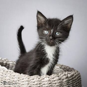 Willie -  Domestic Short Hair Cat for Adoption in Maryville, Tennessee - Willie | PetCurious