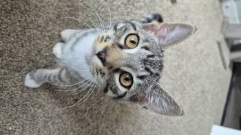 Piglet -  Domestic Short Hair Cat for Adoption in Courtenay, British Columbia - Piglet | PetCurious
