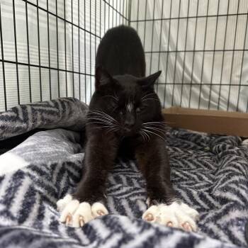 Domestic Long Hair Cats Available for Adoption in Lynchburg, Virginia - Leprechaun | PetCurious