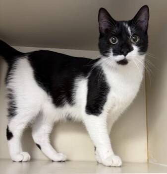 Yang -  Domestic Short Hair Cat for Adoption in Fairfax, Virginia - Yang | PetCurious