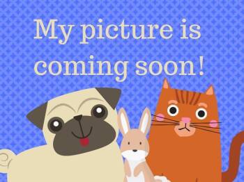 Domestic Short Hair Cats Available for Adoption in Fort Wayne, Indiana - DIXIE | PetCurious